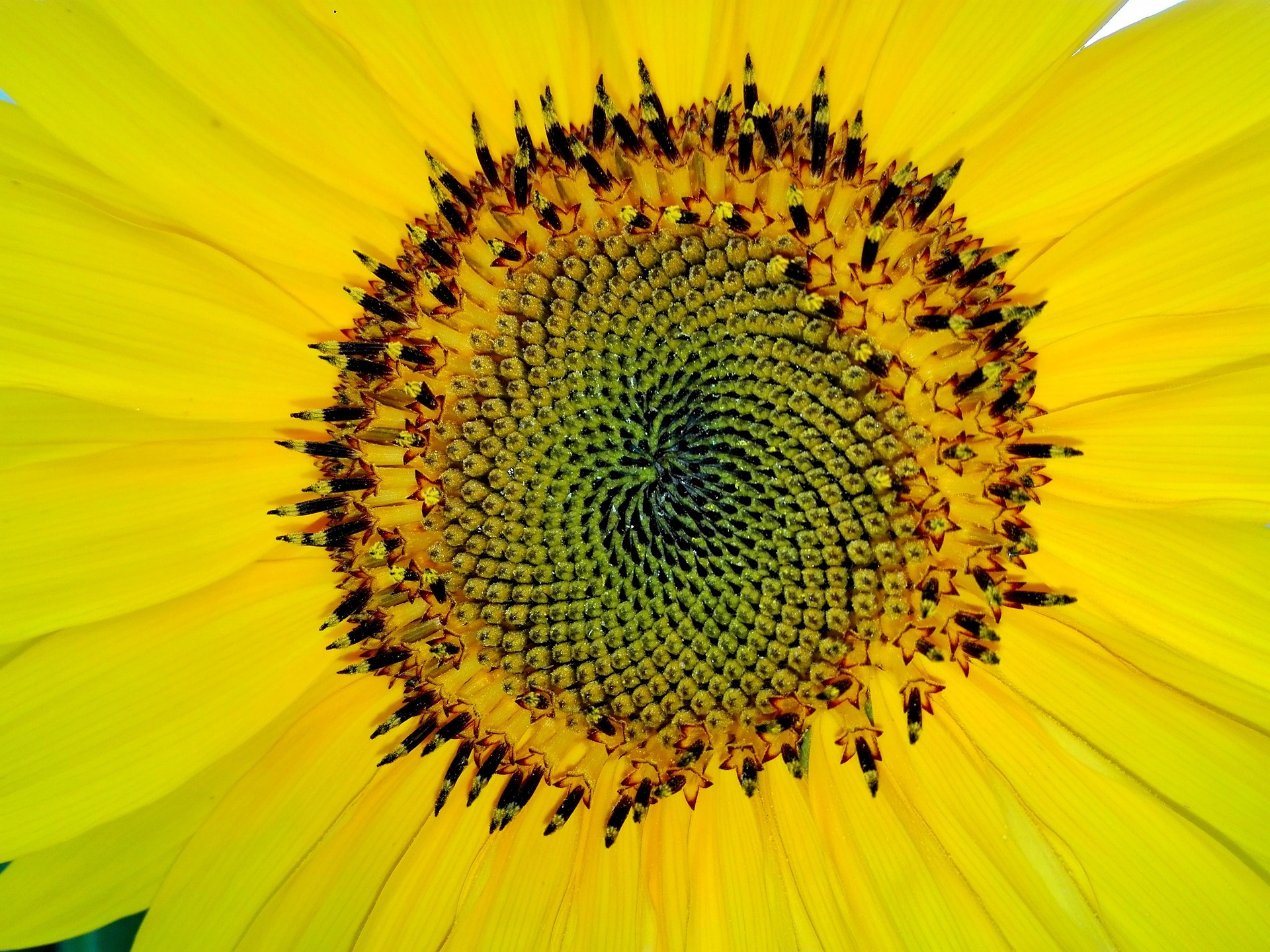 close-up of a sunflower