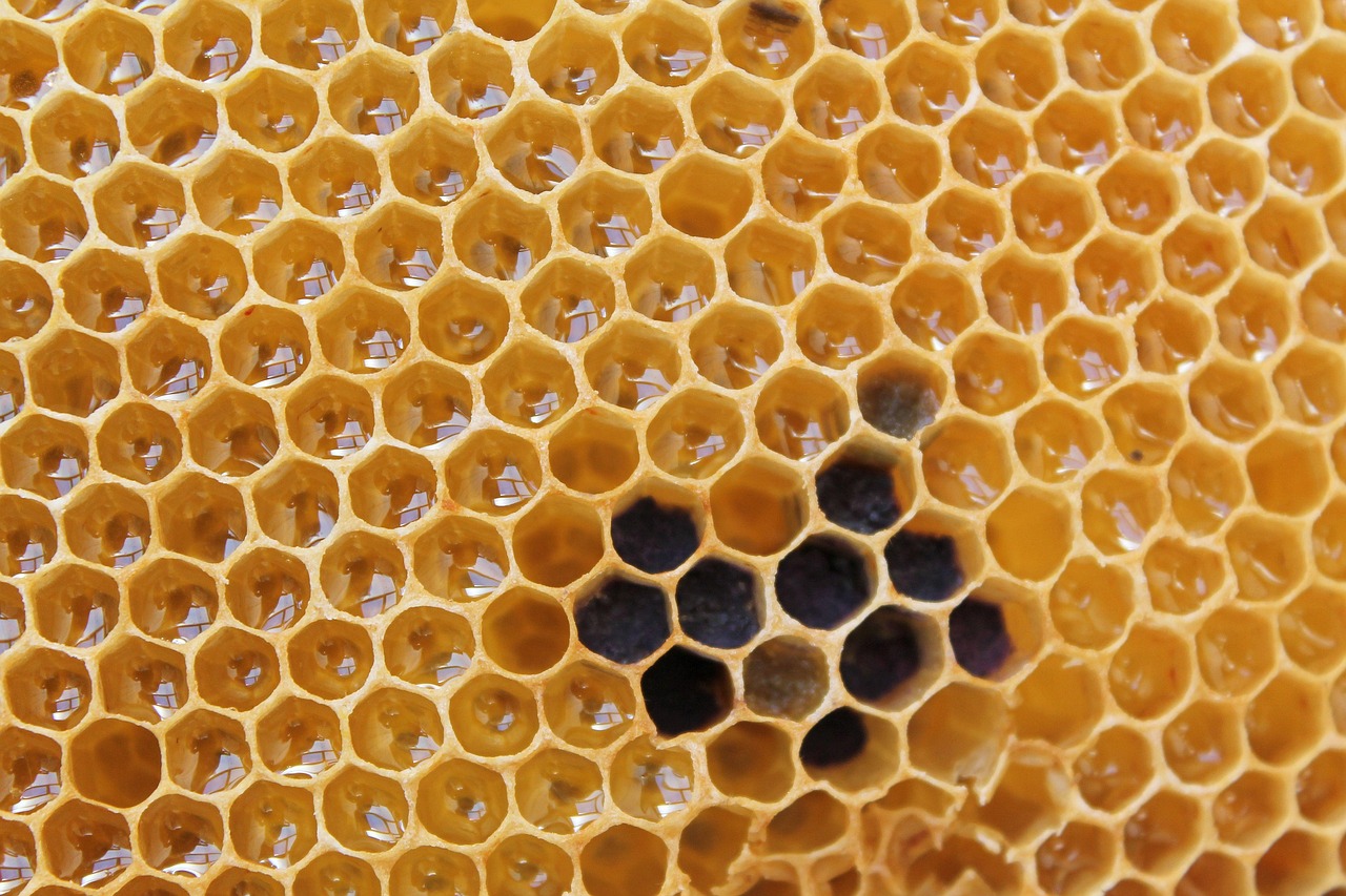 beehives